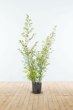 Bambou Noir / Phyllostachys Nigra 100-125 cm