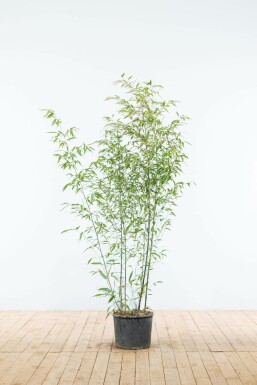 Phyllostachys noir Phyllostachys nigra Haie 125-150 Pot Bambou Noir / Phyllostachys Nigra 125-150 cm