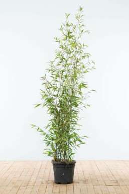 Bambou Noir / Phyllostachys Nigra