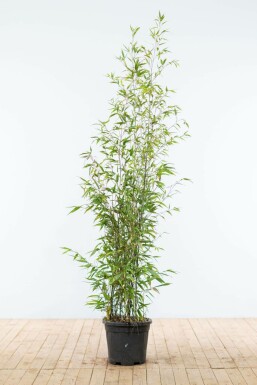 Phyllostachys noir Phyllostachys nigra Haie 150-175 Pot Bambou Noir / Phyllostachys Nigra 150-175 cm
