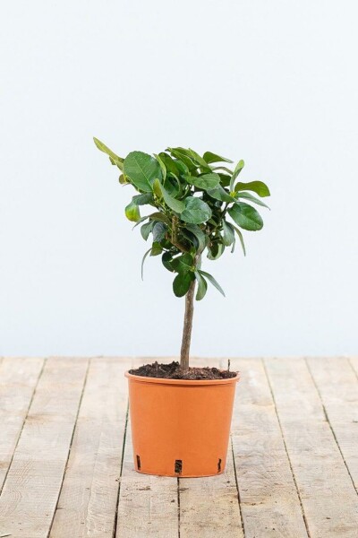 Limettier / Citrus Aurantifolia Mini-tige/stipe/tronc 20-30 cm