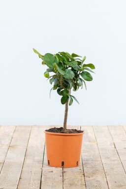 Limettier Citrus × aurantiifolia 'Lime Verde' Mini-tige 20-30 Pot Limettier / Citrus Aurantifolia Mini-tige/stipe/tronc 20-30 cm