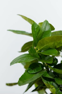 Limettier Citrus × aurantiifolia 'Lime Verde' Mini-tige 40-60 Pot
