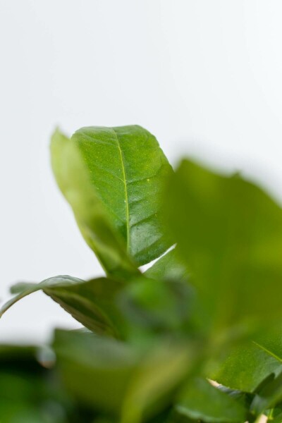 Limettier / Citrus Aurantifolia Mini-tige/stipe/tronc