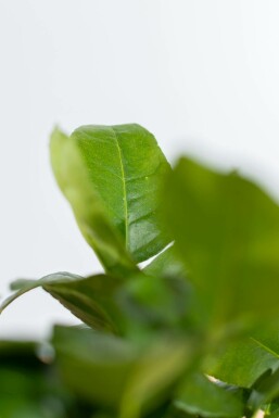 Limettier Citrus × aurantiifolia 'Lime Verde' Mini-tige 40-60 Pot
