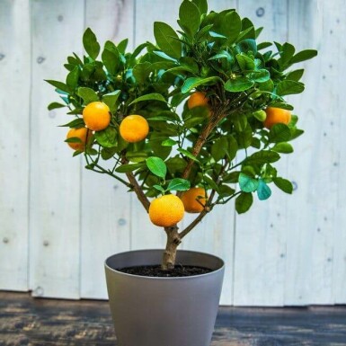 Clementinenbaum / Citrus Clementine Mini-tige/stipe/tronc 60-80 cm