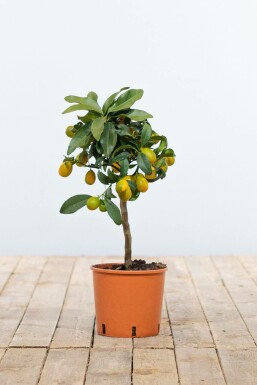Kumquat de Nagami Fortunella margarita Mini-tige 20-30 Pot