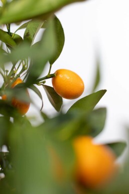 Kumquat de Nagami Fortunella margarita Mini-tige 20-30 Pot