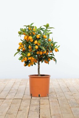 Kumquat / Fortunella Margarita Mini-tige/stipe/tronc