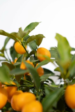 Kumquat de Nagami Fortunella margarita Mini-tige 40-60 Pot Kumquat / Fortunella Margarita Mini-tige/stipe/tronc 40-60 cm