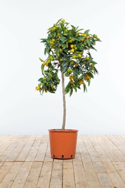 Kumquat de Nagami Fortunella margarita Mini-tige 60-80 Pot Kumquat / Fortunella Margarita Mini-tige/stipe/tronc 60-80 cm
