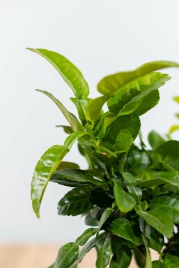 Combava Citrus hystrix Mini-tige 40-60 Pot Combava / Citrus Hystrix Mini-tige/stipe/tronc 40-60 cm