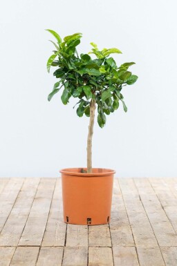 Combava Citrus hystrix Mini-tige 60-80 Pot Combava / Citrus Hystrix Mini-tige/stipe/tronc 60-80 cm
