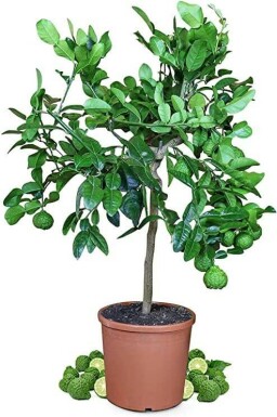 Combava / Citrus Hystrix Mini-tige/stipe/tronc 60-80 cm