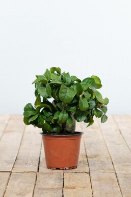 Citronnier / Citrus Limon Mini-tige/stipe/tronc 20-30 cm