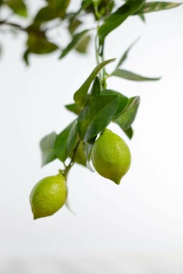Limonier Citrus × limon Mini-tige 20-30 Pot