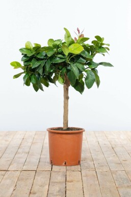Citronnier / Citrus Limon Mini-tige/stipe/tronc 40-60 cm