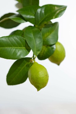 Limonier Citrus × limon Mini-tige 40-60 Pot Citronnier / Citrus Limon Mini-tige/stipe/tronc 40-60 cm