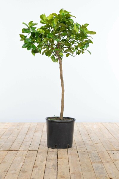 Citronnier / Citrus Limon Mini-tige/stipe/tronc 60-80 cm