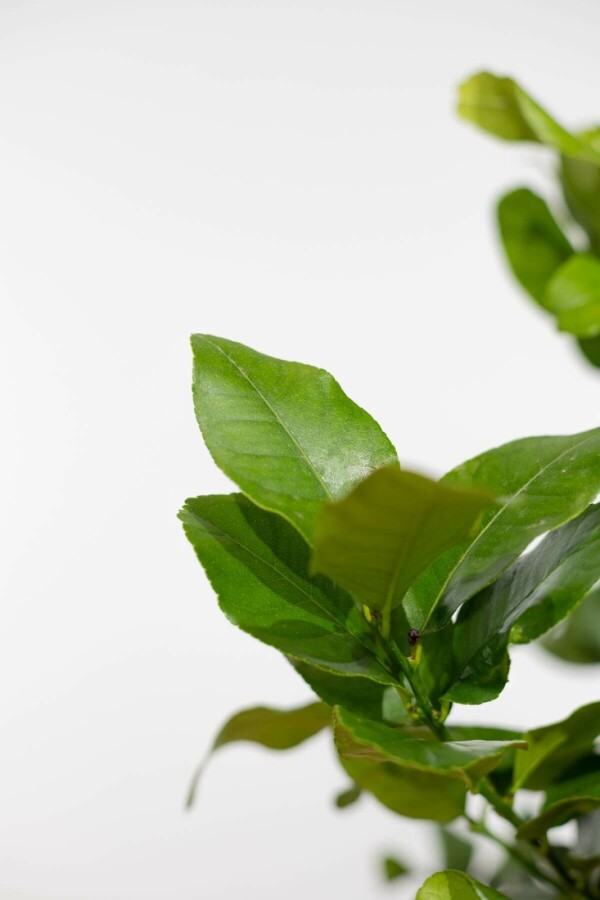 Limonier Citrus × limon Mini-tige 60-80 Pot Citronnier / Citrus Limon Mini-tige/stipe/tronc 60-80 cm