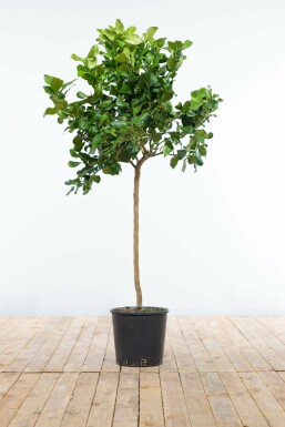 Aucune image disponible