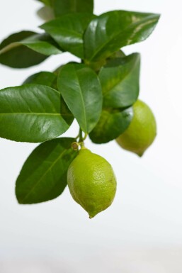 Limonier Citrus × limon Mini-tige 80-100 Pot