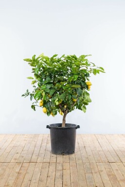 Limonier Citrus × limon Sur tige 10-15 150-175 Pot