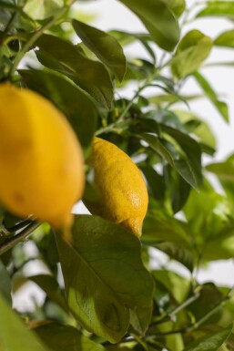 Limonier Citrus × limon Sur tige 10-15 150-175 Pot
