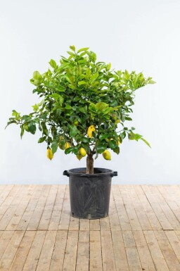 Citronnier / Citrus Limon Sur tige/stipe/tronc 150-175 cm