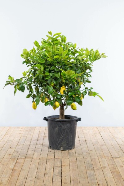 Limonier Citrus × limon Sur tige 40-50 175-200 Pot Citronnier / Citrus Limon Sur tige/stipe/tronc 175-200 cm
