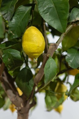 Citronnier / Citrus Limon Sur tige/stipe/tronc 125-150 cm