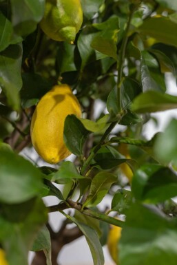 Limonier Citrus × limon Sur tige 5-10 125-150 Pot