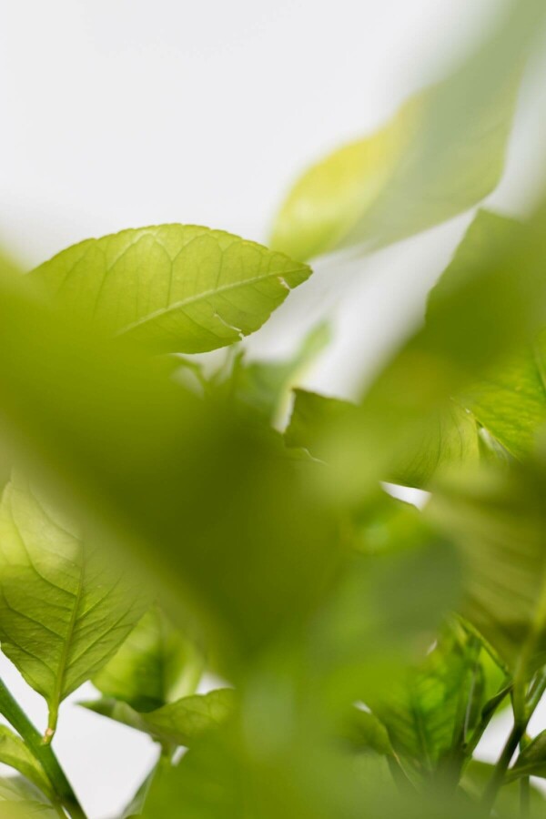 Limonier Citrus × limon Sur tige 50-60 175-200 Pot Citronnier / Citrus Limon Sur tige/stipe/tronc 175-200 cm