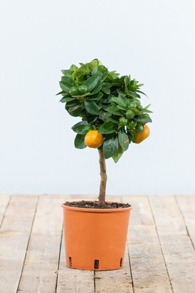 Calamondin Citrus × mitis 'Calamondin' Mini-tige 20-30 Pot Calamondin / Citrus Mitis Mini-tige/stipe/tronc 20-30 cm