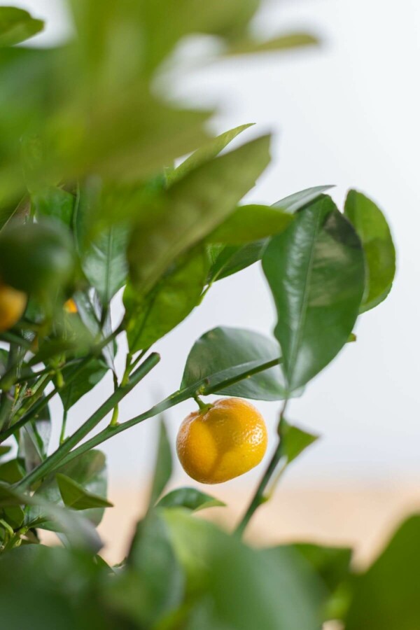 Calamondin Citrus × mitis 'Calamondin' Mini-tige 40-60 Pot Calamondin / Citrus Mitis Mini-tige/stipe/tronc 40-60 cm