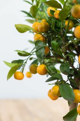 Calamondin Citrus × mitis 'Calamondin' Mini-tige 60-80 Pot Calamondin / Citrus Mitis Mini-tige/stipe/tronc 60-80 cm