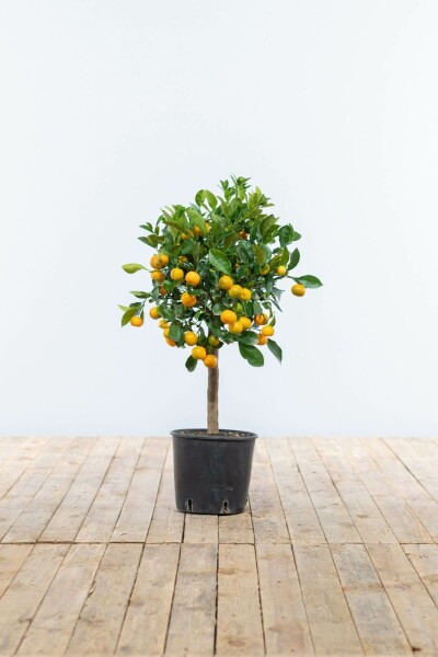 Calamondin / Citrus Mitis Mini-tige/stipe/tronc 80-100 cm
