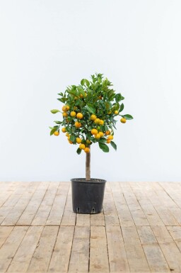 Calamondin / Citrus Mitis Mini-tige/stipe/tronc 80-100 cm