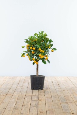 Calamondin / Citrus Mitis Mini-tige/stipe/tronc