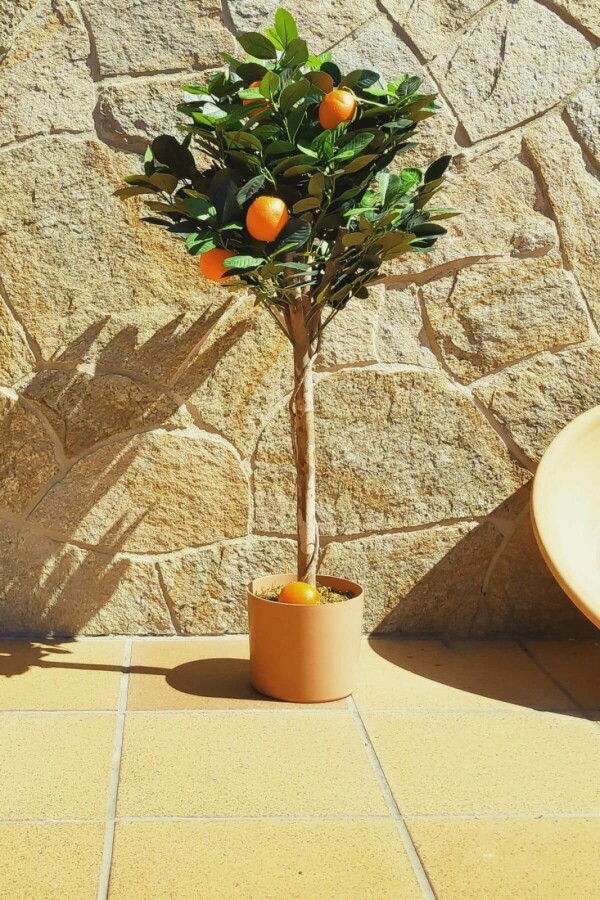 Grape-fruit Citrus reticulata Mini-tige 40-60 Pot Mandarinier / Citrus Reticulata Mini-tige/stipe/tronc 40-60 cm