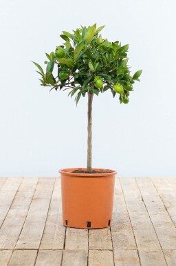 Mandarinier / Citrus Reticulata Mini-tige/stipe/tronc 60-80 cm