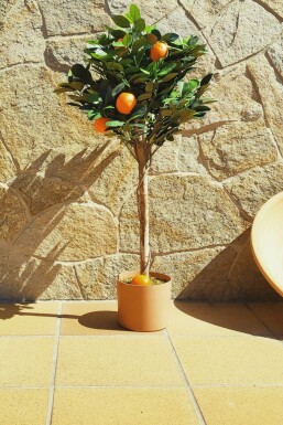 Mandarinier / Citrus Reticulata Mini-tige/stipe/tronc 60-80 cm
