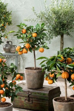 Oranger Citrus × sinensis Mini-tige 20-30 Pot
