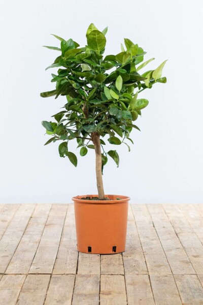 Oranger Citrus × sinensis Mini-tige 40-60 Pot Oranger / Citrus Sinensis Mini-tige/stipe/tronc 40-60 cm