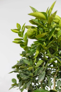 Oranger Citrus × sinensis Sur tige 15-20 150-175 Pot Oranger / Citrus Sinensis Sur tige/stipe/tronc 150-175 cm