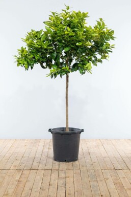Oranger Citrus × sinensis Sur tige 20-30 175-200 Pot Oranger / Citrus Sinensis Sur tige/stipe/tronc 175-200 cm