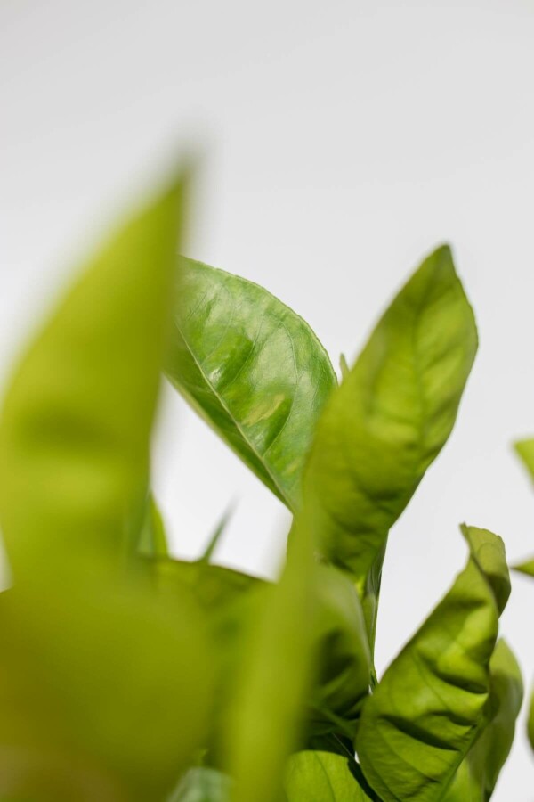 Oranger Citrus × sinensis Sur tige 20-30 175-200 Pot Oranger / Citrus Sinensis Sur tige/stipe/tronc 175-200 cm