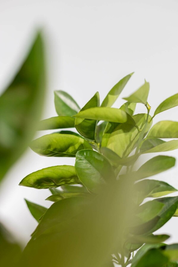 Oranger Citrus × sinensis Sur tige 20-30 175-200 Pot Oranger / Citrus Sinensis Sur tige/stipe/tronc 175-200 cm