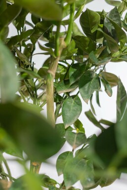 Oranger / Citrus Sinensis Sur tige/stipe/tronc 175-200 cm