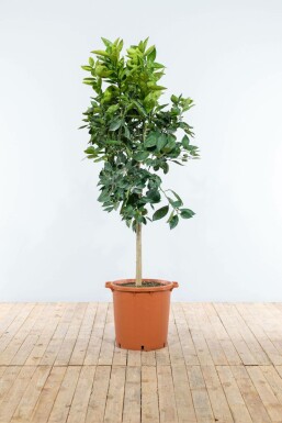 Oranger Citrus × sinensis Sur tige 5-10 125-150 Pot Oranger / Citrus Sinensis Sur tige/stipe/tronc 125-150 cm